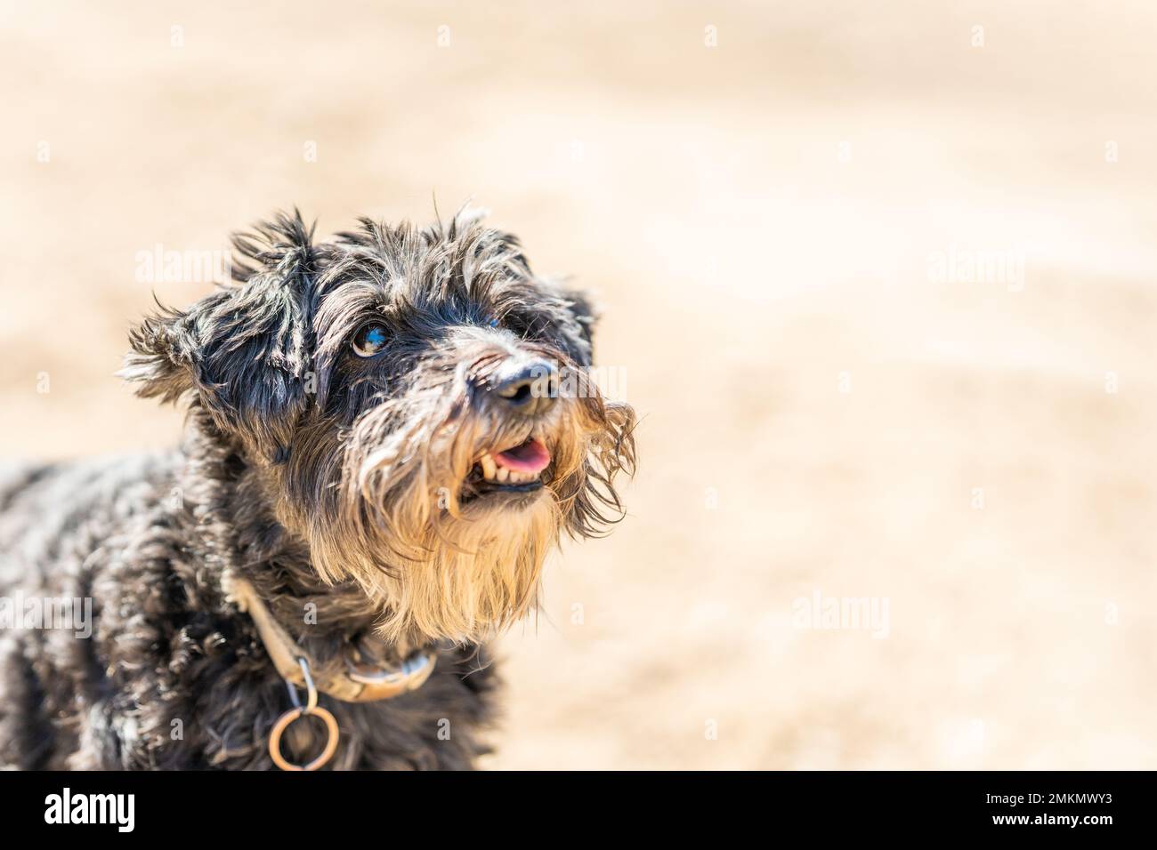 Foto mit Kopierraum einer Hunderasse Schnauzer, die auf einen Park blickt Stockfoto