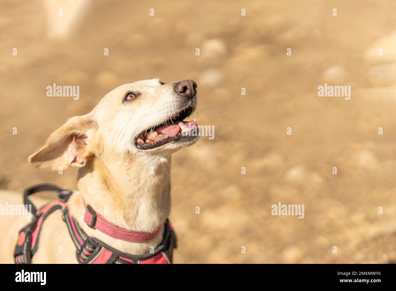 Foto mit Kopierraum eines kleinen weißen Hundes, der in einem Park aufblickt Stockfoto