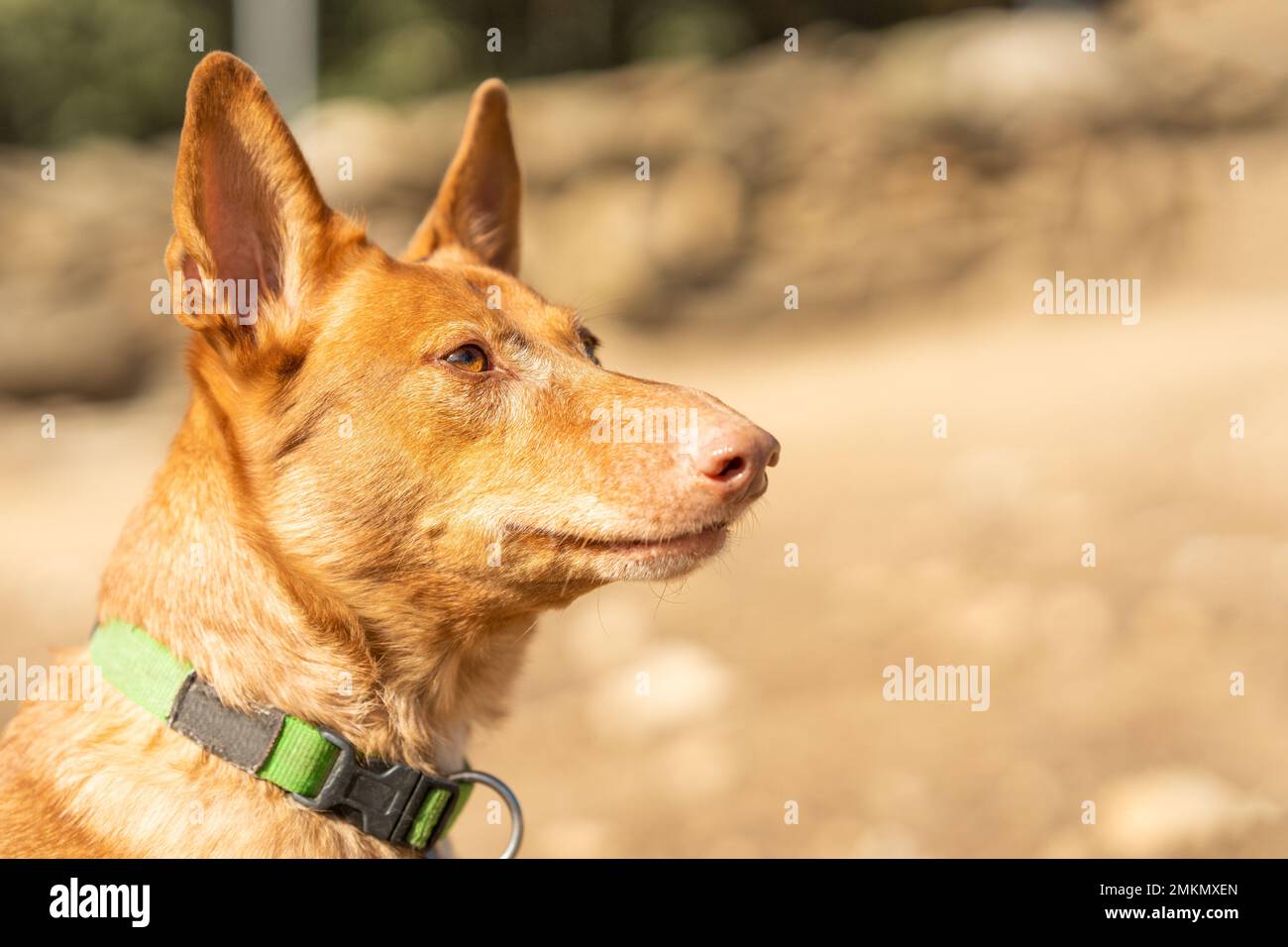 Porträt mit Kopierraum eines podengo-Hundes in einem Park Stockfoto