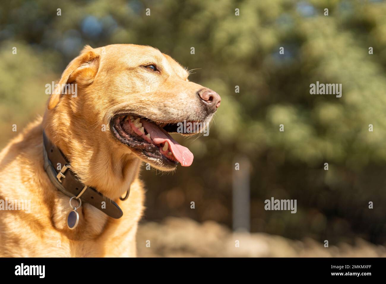 Müde labrador züchtete einen Hund in einem Park Stockfoto