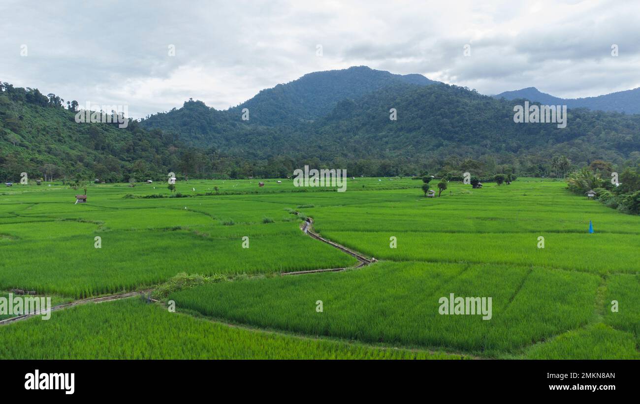 Blick von oben auf Reisfeld und Hügel Stockfoto