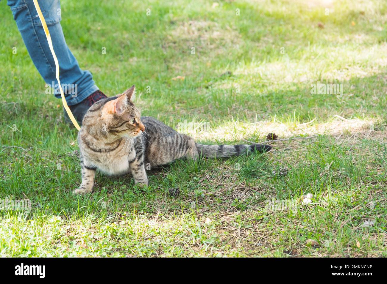 Mit einer Hauskatze mit dem Besitzer an einem gelben Gurtzeug spazieren gehen. Die Tabby Katze, die die Hand eines Menschen im Freien streichelt, versteckt sich im grünen Gras, vorsichtig und Stockfoto