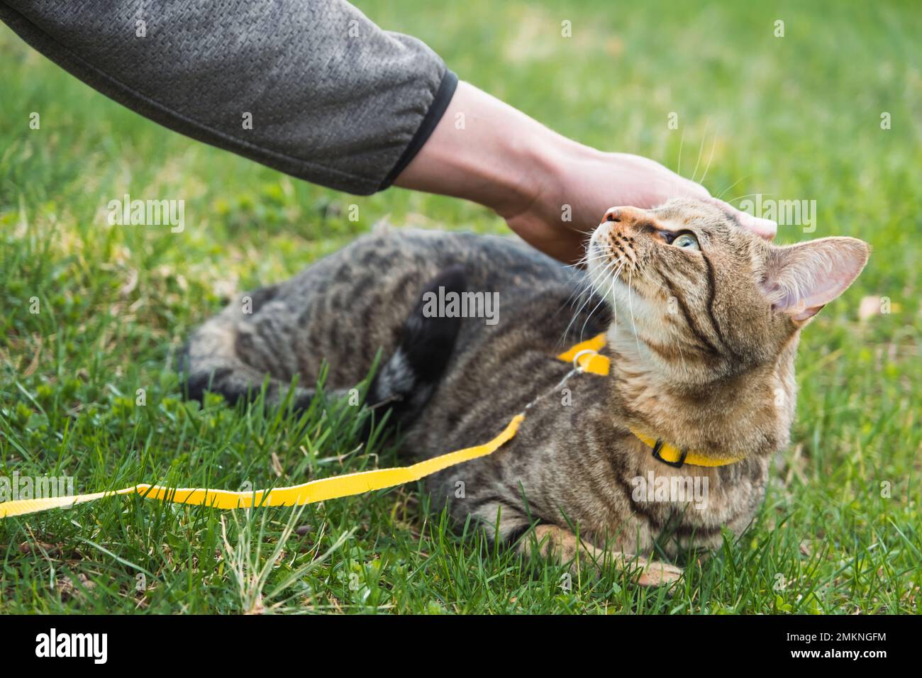 Mit einer Hauskatze mit dem Besitzer an einem gelben Gurtzeug spazieren gehen. Die Tabby Katze, die die Hand eines Menschen im Freien streichelt, versteckt sich im grünen Gras, vorsichtig und Stockfoto