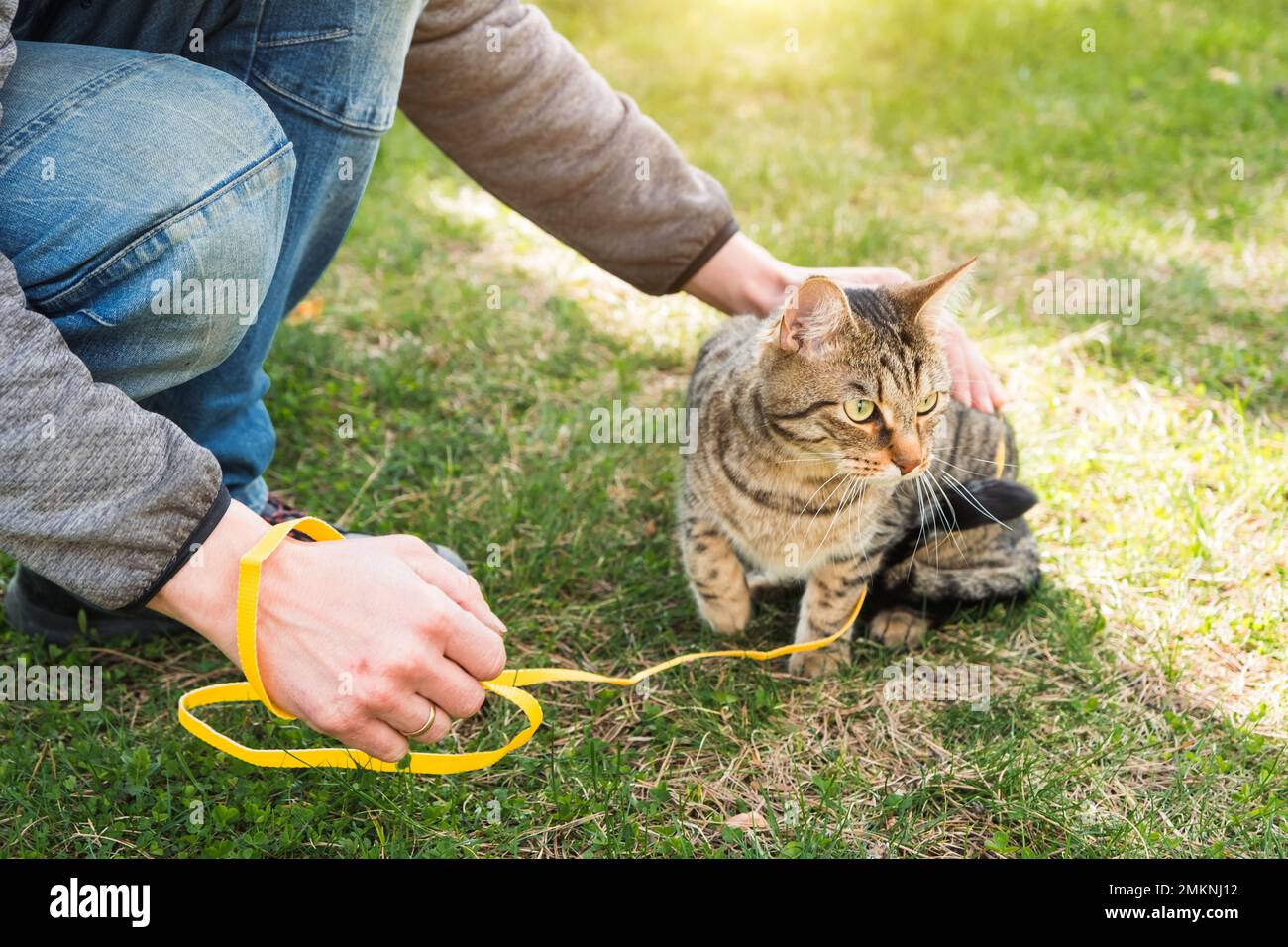 Mit einer Hauskatze mit dem Besitzer an einem gelben Gurtzeug spazieren gehen. Die Tabby Katze, die die Hand eines Menschen im Freien streichelt, versteckt sich im grünen Gras, vorsichtig und Stockfoto