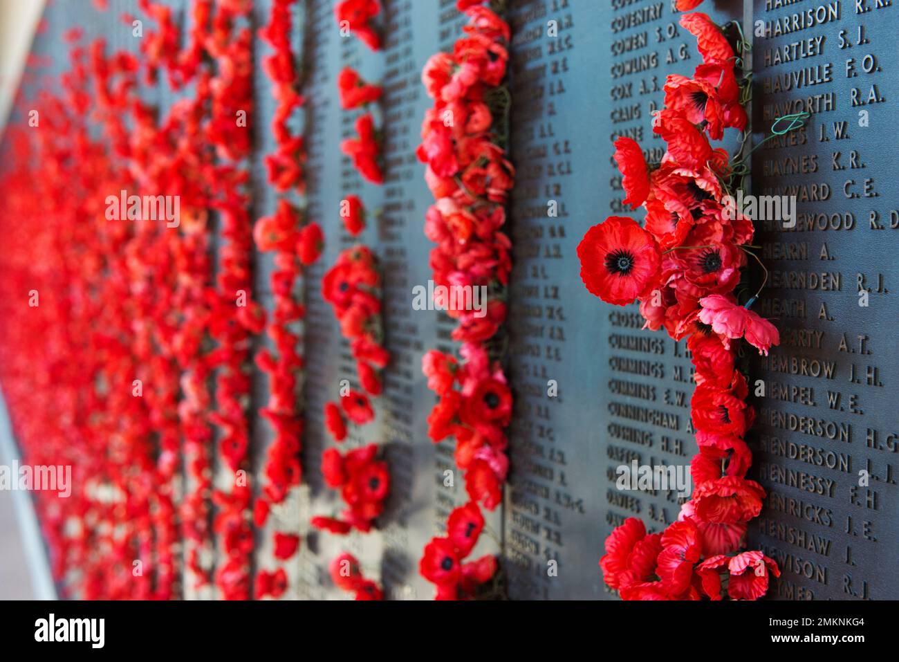 Mohnblumen an der Mauer der Erinnerung. Stockfoto