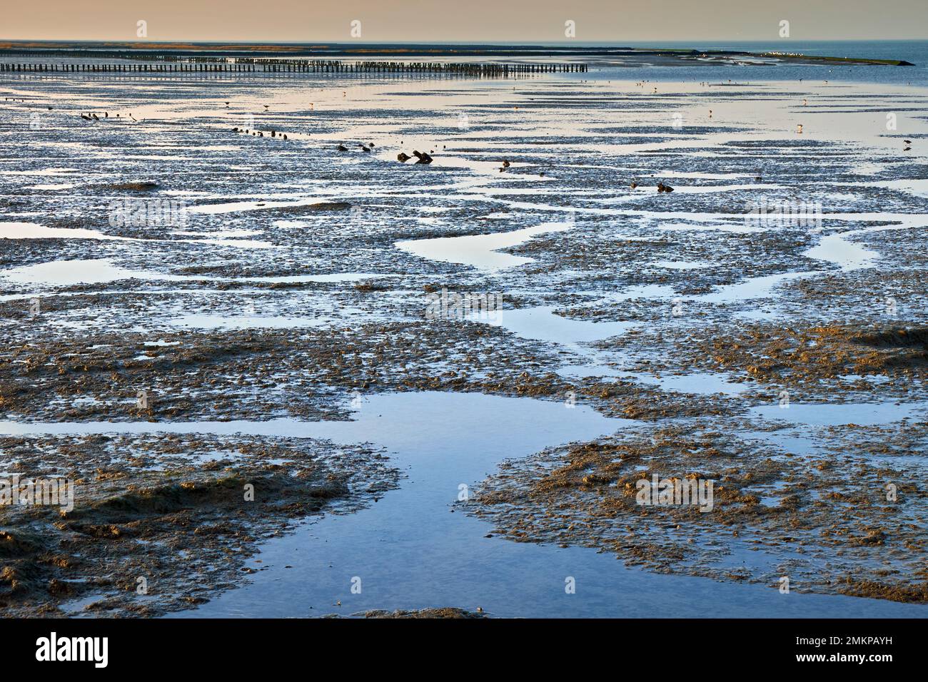 Abendstimmung im Wattenmeer, Ostfriesland, Niedersachsen, Deutschland Stockfoto