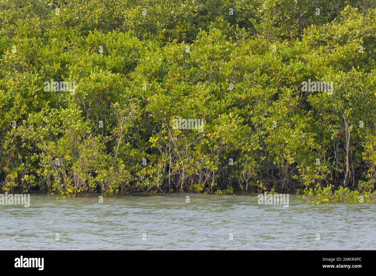 Mangrovenbäume mit ihren atmenden Wurzeln im Sunderban-Nationalpark Stockfoto