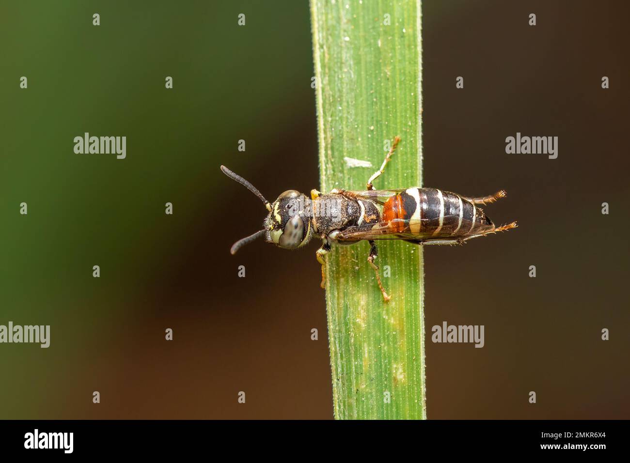 Bild einer kleinen Biene oder Zwergbiene (APIs florea) auf dem grünen Blatt auf natürlichem Hintergrund. Insekten. Ein Tier. Stockfoto