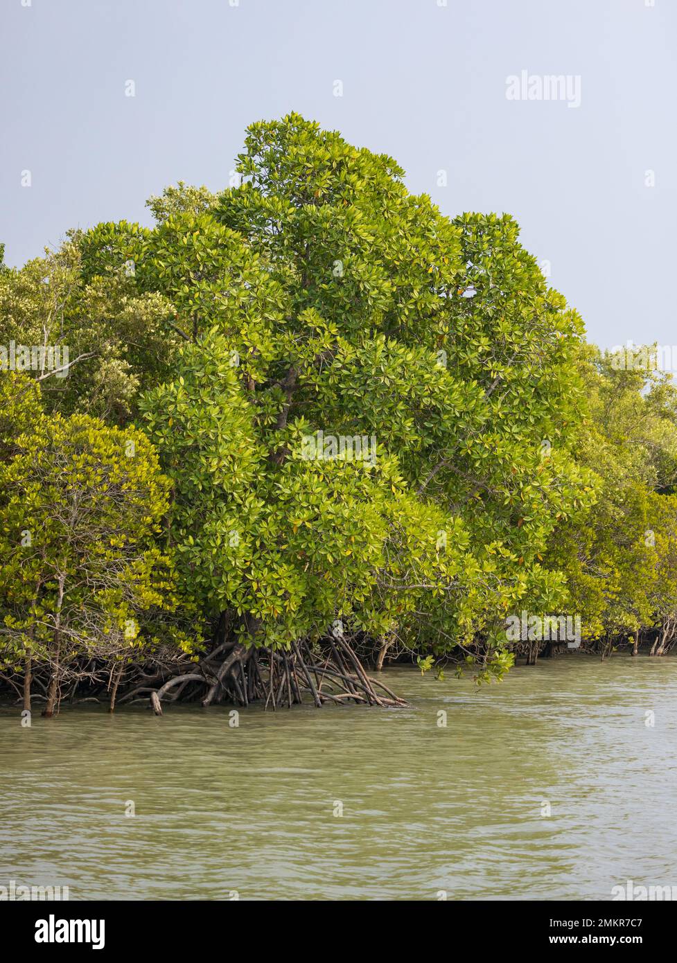 Ein Mangrovenbaum mit seinen atmenden Wurzeln im Sunderban-Nationalpark Stockfoto