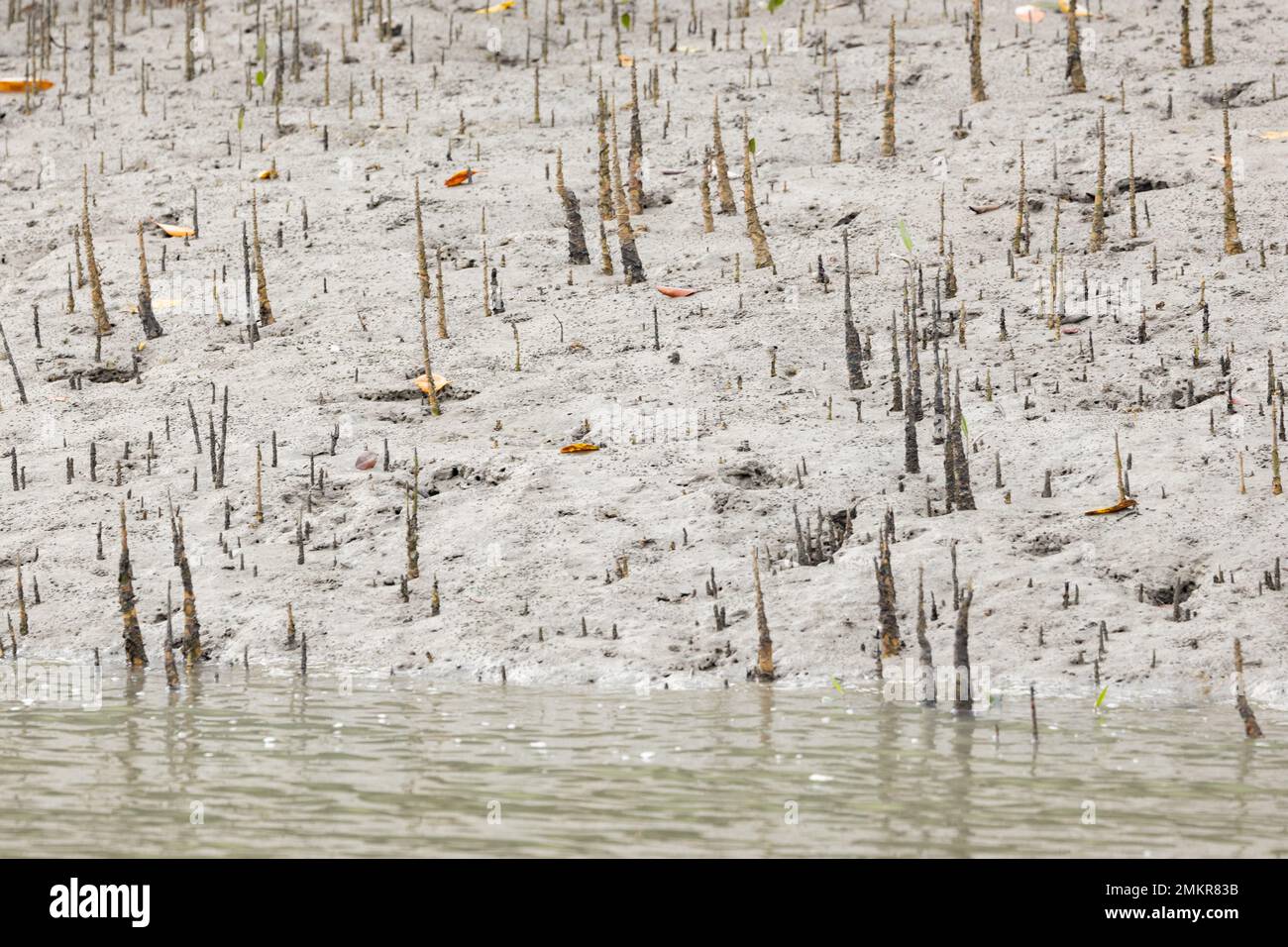 Pneumatophore (atmende Wurzel) der Mangrovenbäume im Sunderban-Nationalpark (Westbengalen, Indien) Stockfoto