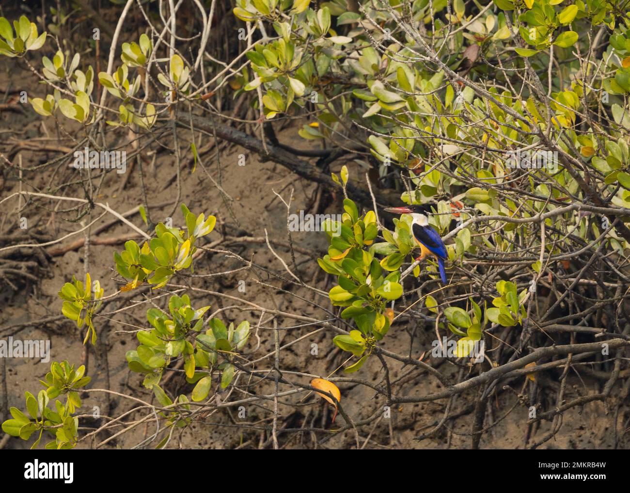 Kingfisher mit schwarzer Kappe sitzt auf dem Zweig eines Mangrovenbaums im Sunderban-Nationalpark (Westbengalen, Indien) Stockfoto