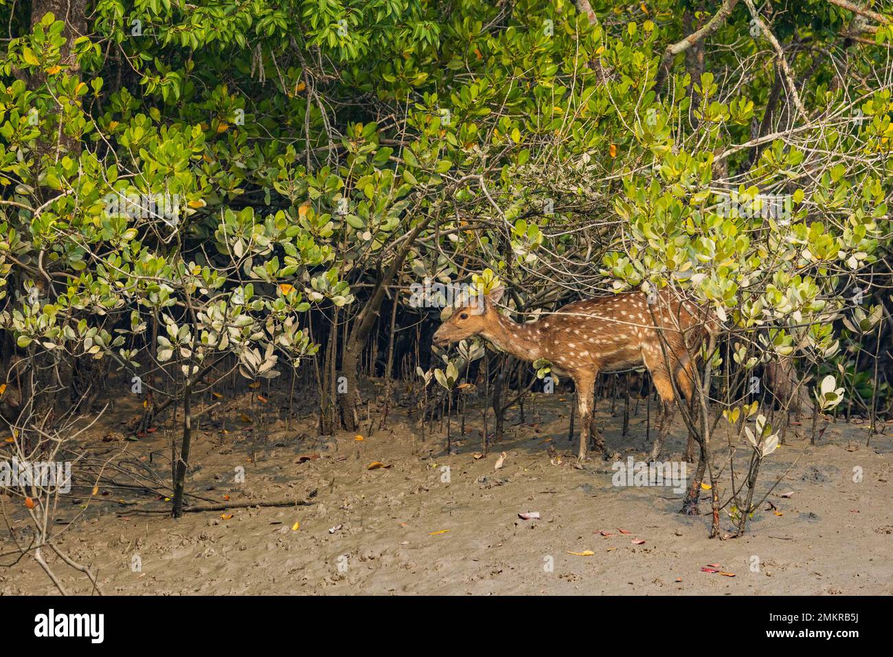 Ein geflecktes Hirsch, das in den Mangrovenwäldern des Sunderban-Nationalparks forscht Stockfoto