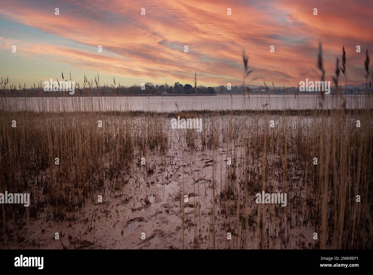 Morgengrauen über Schilfbetten am Fluss exe Stockfoto