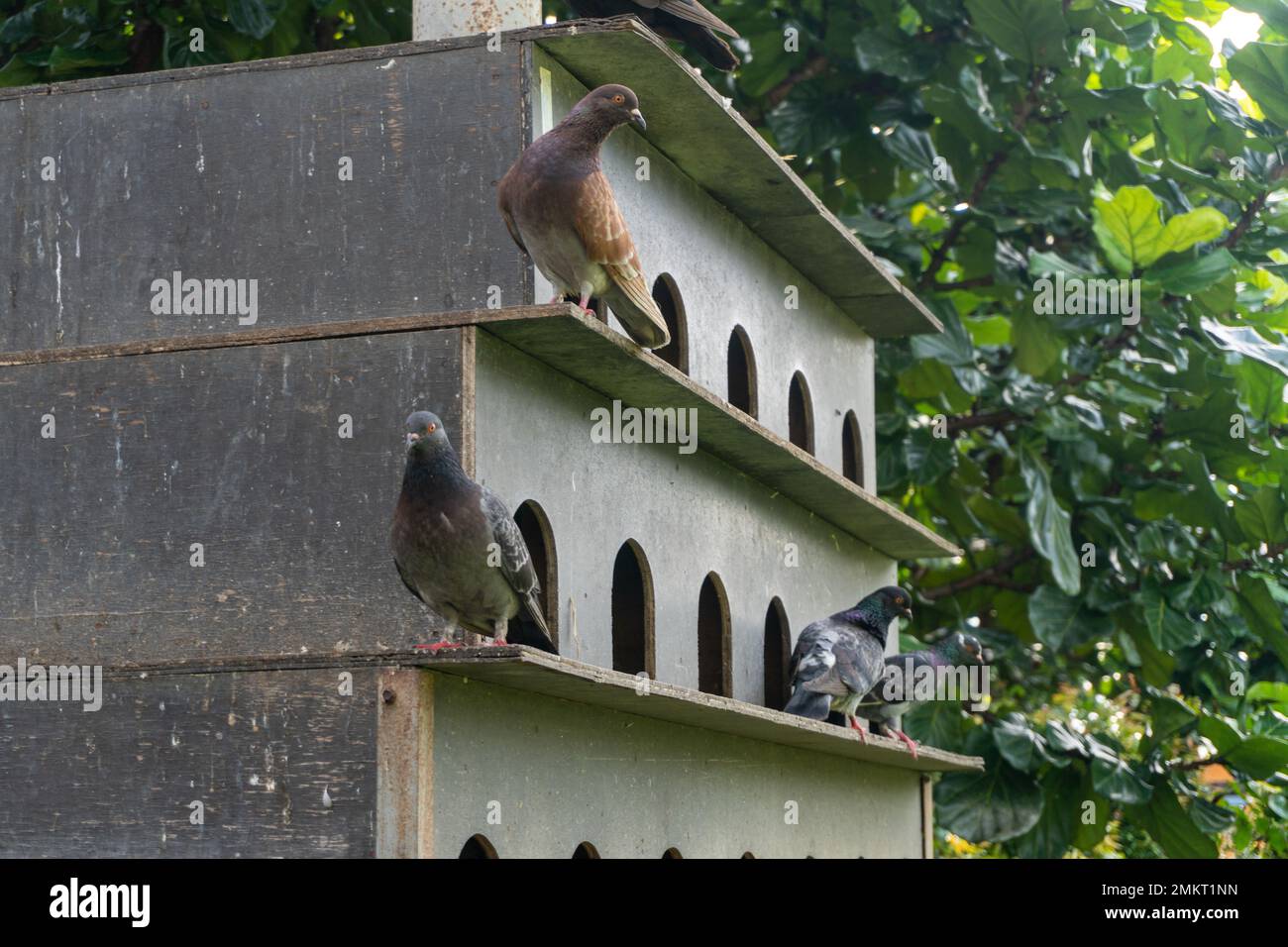 Eine Schar Tauben hoch oben in einem Vogelhaus in der Zoolandschaft Stockfoto