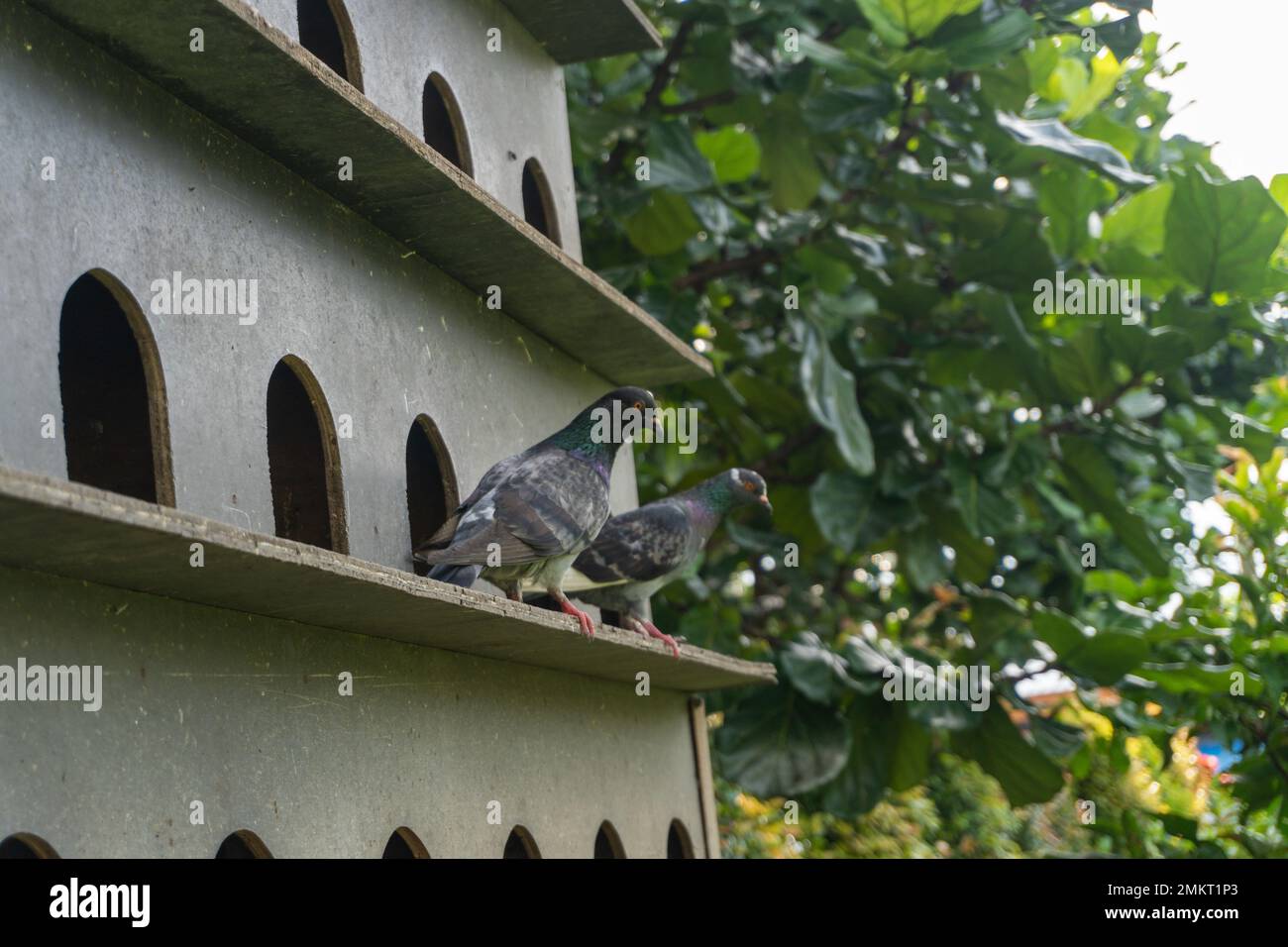 Eine Schar Tauben hoch oben in einem Vogelhaus in der Zoolandschaft Stockfoto