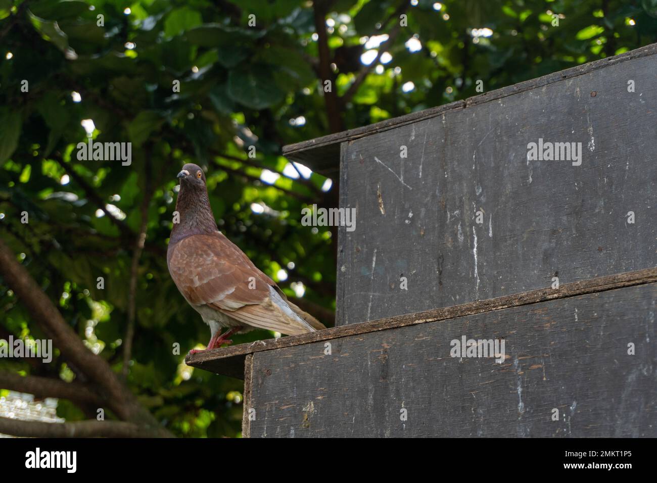 Eine Schar Tauben hoch oben in einem Vogelhaus in der Zoolandschaft Stockfoto