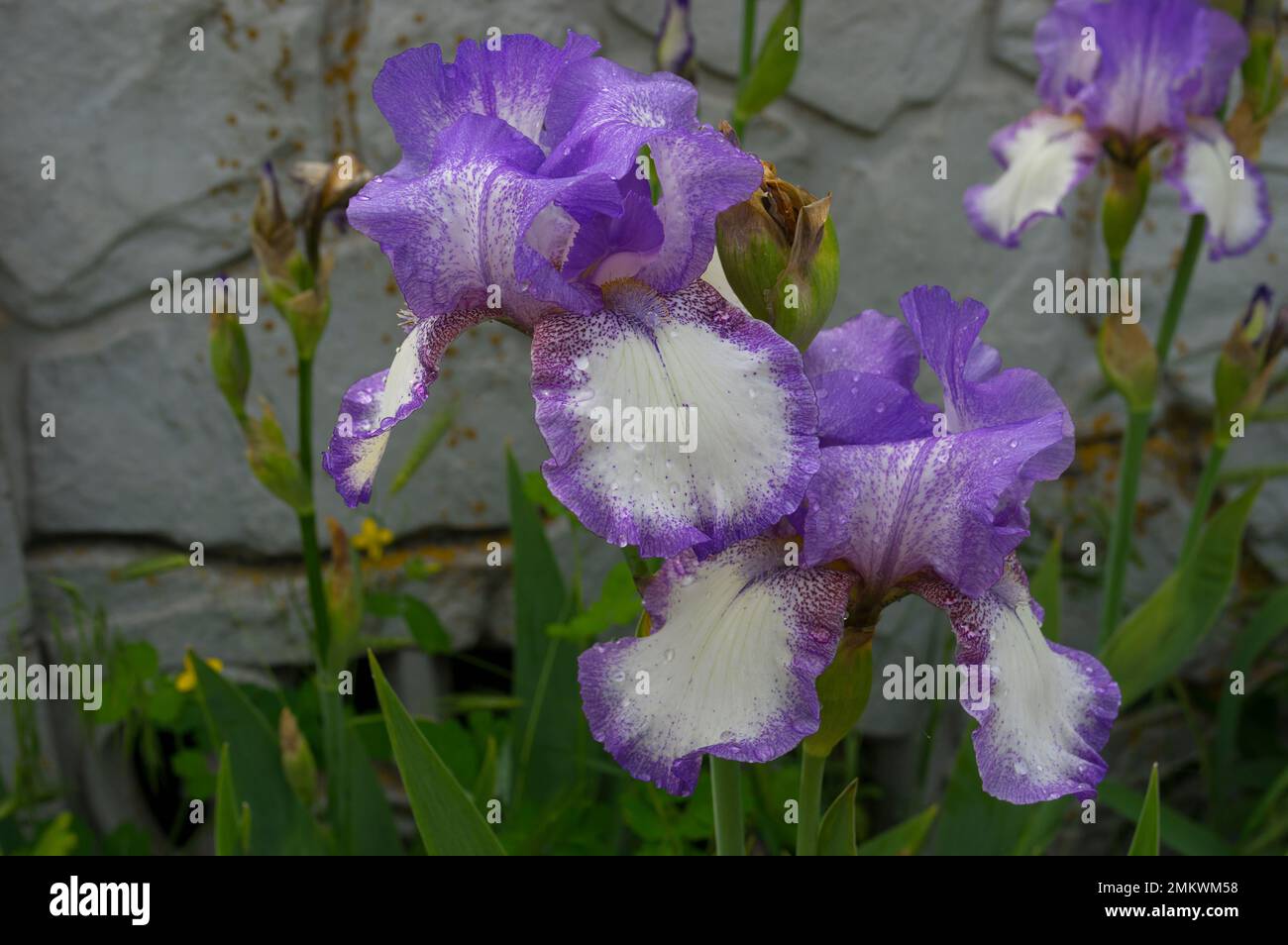 Iris blüht unter Wasser, wenn der Spätsommer schließt Stockfoto