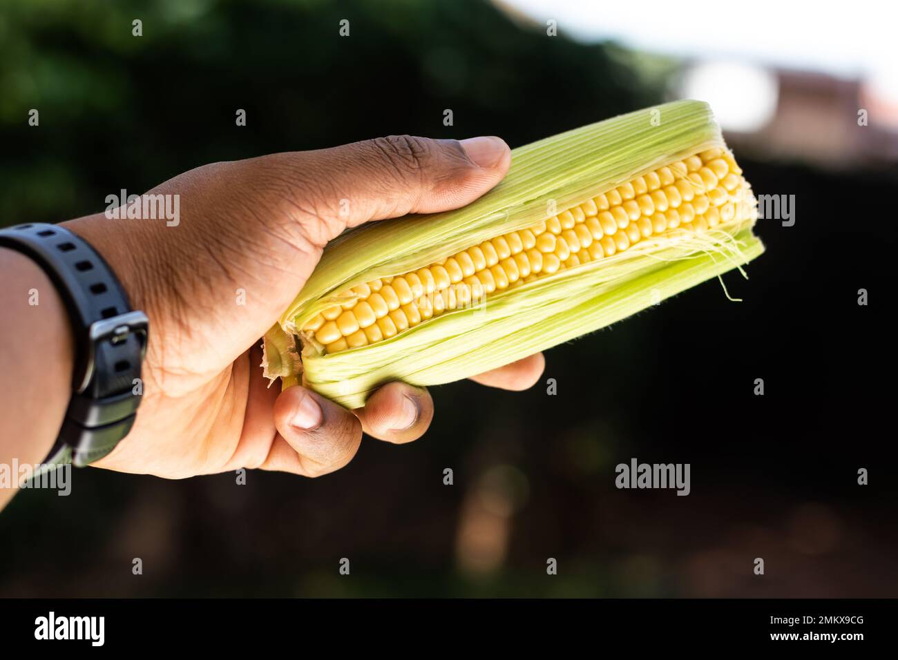 Schwarzer männlicher Farmer mit gelbem Maiskolben, Zuckermais. Stockfoto