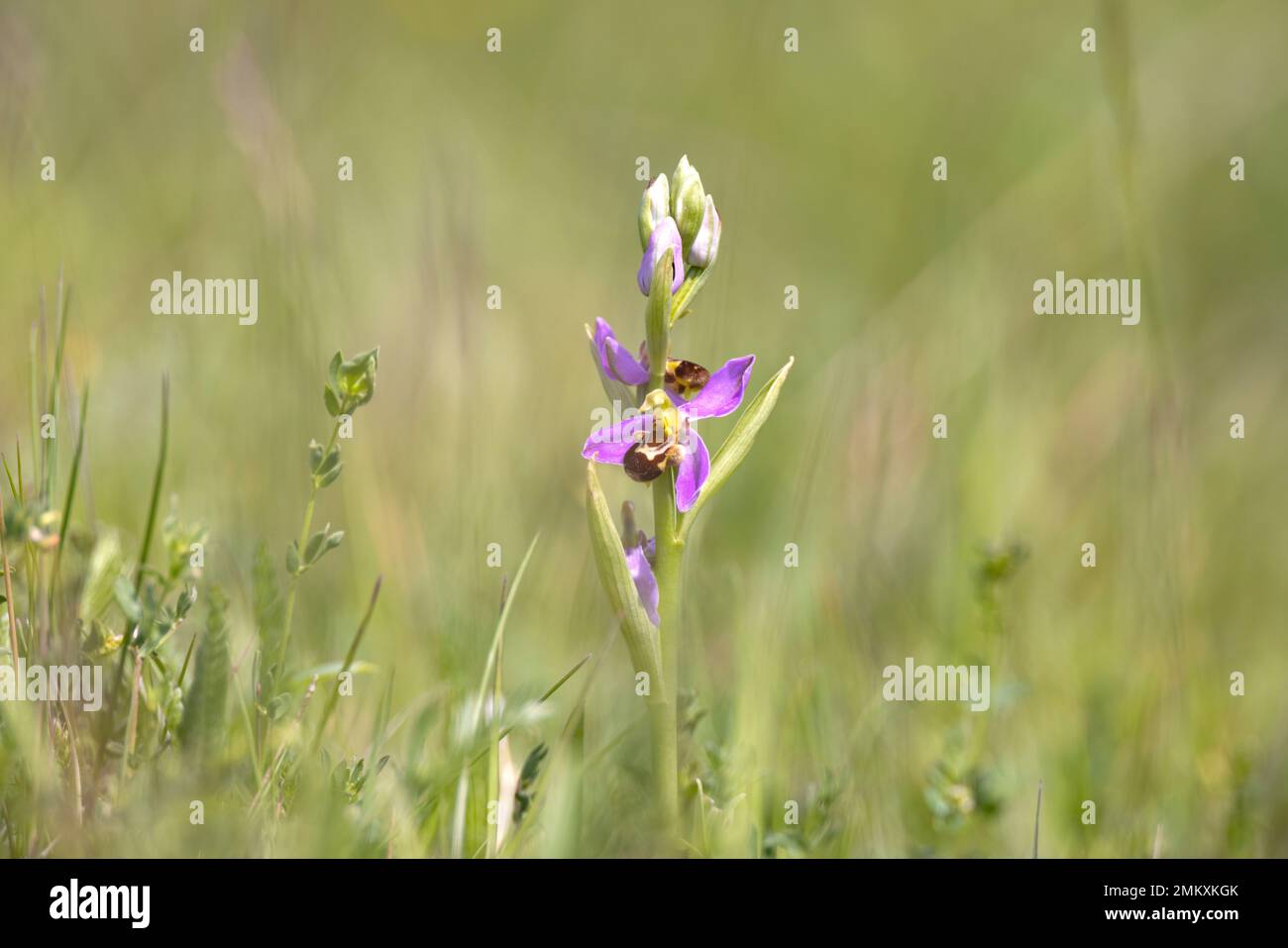 Eine Bienenorchidee in freier Wildbahn Stockfoto