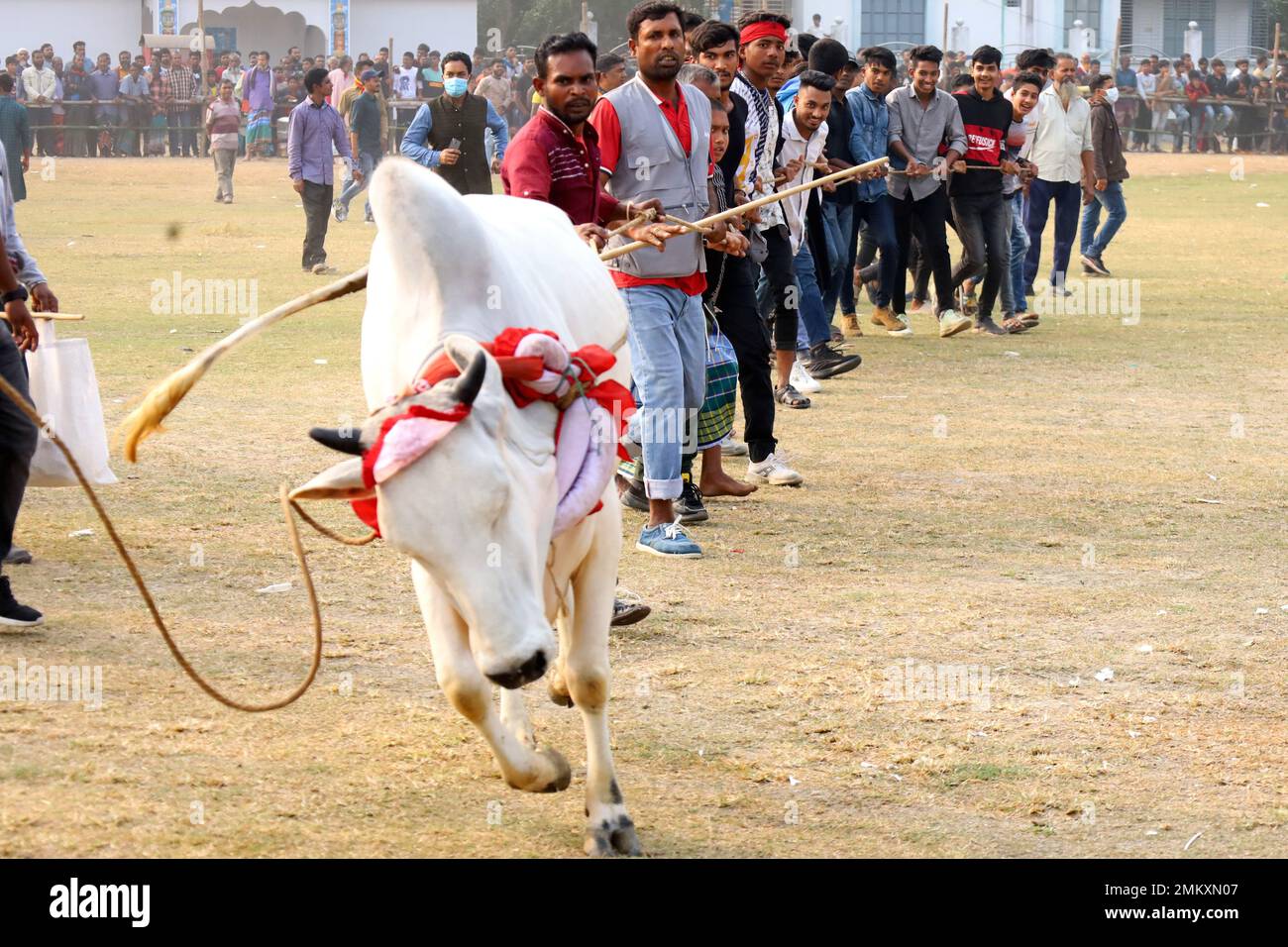 Nawabgonj, Dhaka, Bangladesch. 29. Januar 2023. Die Einheimischen nehmen an einem Kuhjagd-Spiel in Nawabganj von Dhaka Teil. Die Kuhjagd ist in vielen Dörfern Bangladeschs ein traditioneller Sport. Hier binden viele Leute ein großes Seil um den Hals des Stiers, halten es zusammen und erregen den Stier mit Stöcken, rotem Stoff und berstenden Crackern. Die Leute auf beiden Seiten jagten die Kuh schreiend. In der Mitte des Feldes ließen die Leute das Seil los und liefen der Kuh hinterher. . Kredit: ZUMA Press, Inc./Alamy Live News Stockfoto