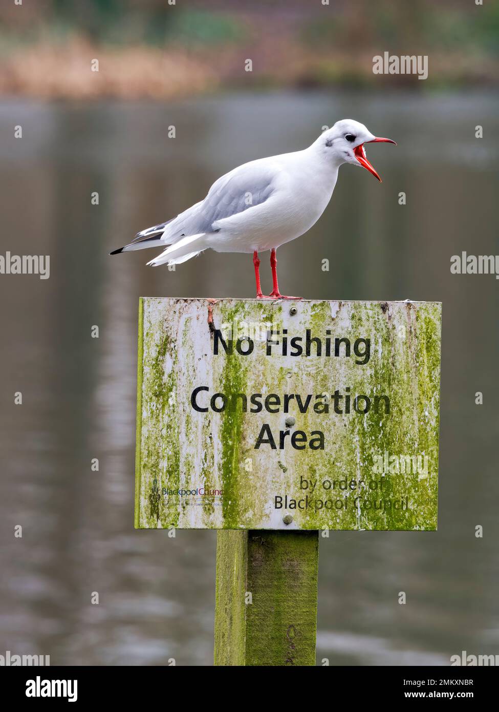 Mittelmeer-Möwe (Larus melanocephalus), im Winter Gefieder und auf einem Schild „No Fishing“ (kein Angeln) stehend Stockfoto