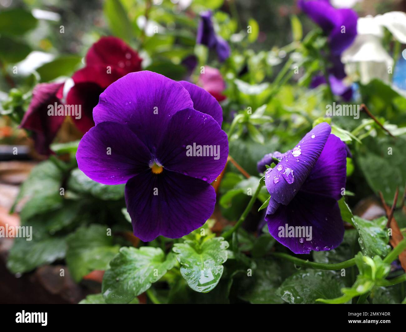 Pansy-Blumen im Regen auf verschwommenem Hintergrund. Stockfoto