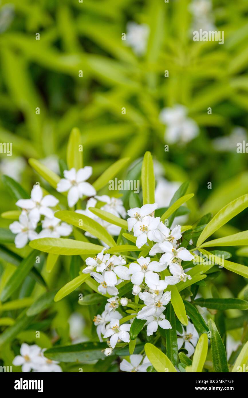 Choisya Hilgold, mexikanisches Orange Azteken Gold, Choisya Hilgold, immergrüner Strauch, weiße Blumensträuße, Limettengrün und Goldblattwerk Stockfoto