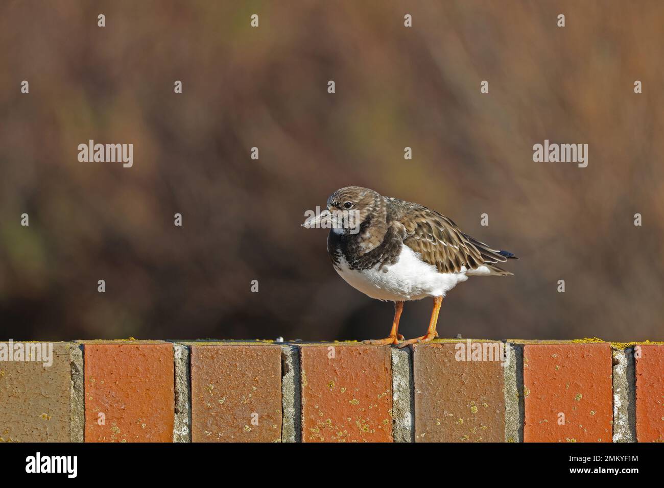 Ruddy Turnstone an der Wand in Sussex, nach links. Stockfoto