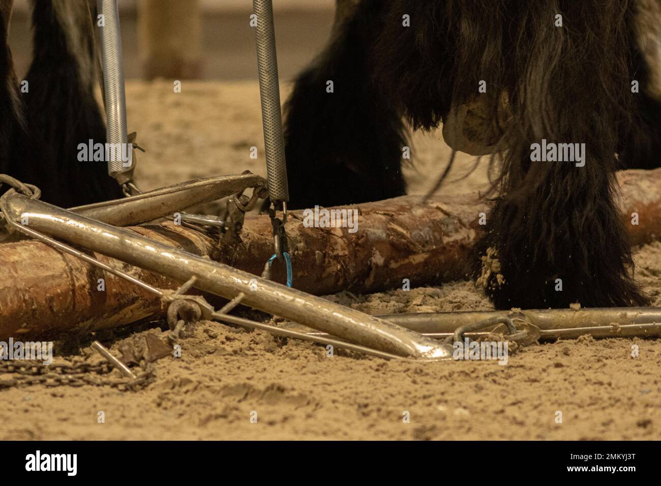 Das Pferd wuchs im Holz Stockfoto