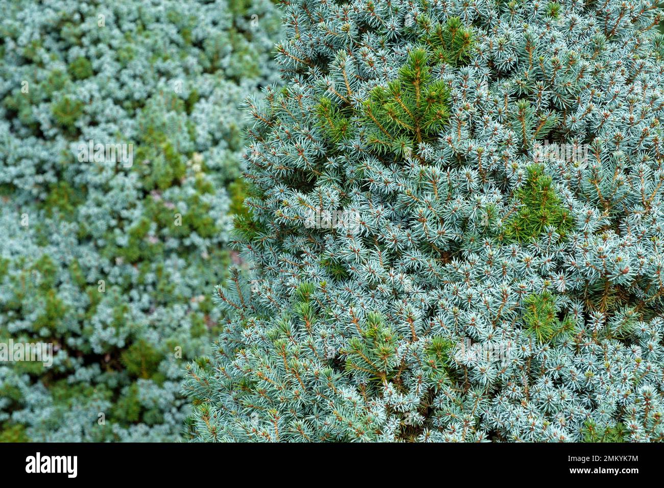 Picea glauca albertiana Alberta Blue, Alberta Fichte Alberta Blue, buschige Zwergkoniferen mit blau-grauen Nadeln Stockfoto