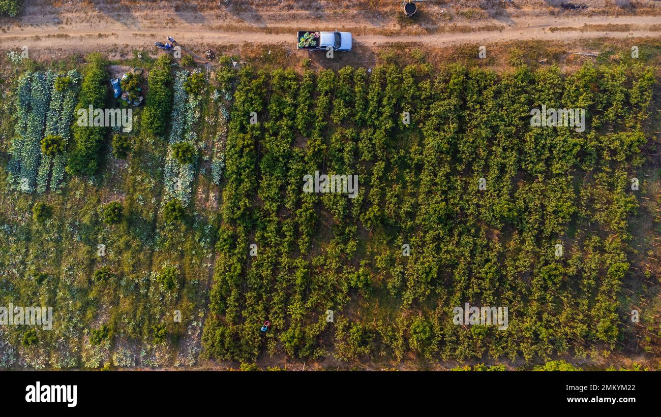 Luftaufnahme von Arbeitern, die morgens Bio-Gemüse in Körbe ernten. Bauern, die Körbe mit Bio-Gemüse in Pickup-LKWs laden Stockfoto