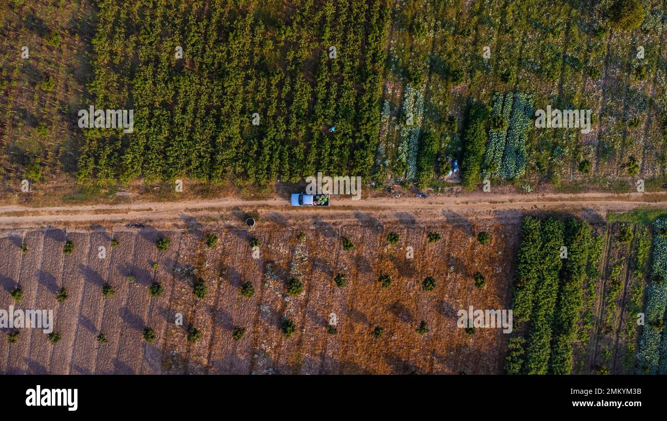 Luftaufnahme von Arbeitern, die morgens Bio-Gemüse in Körbe ernten. Bauern, die Körbe mit Bio-Gemüse in Pickup-LKWs laden Stockfoto