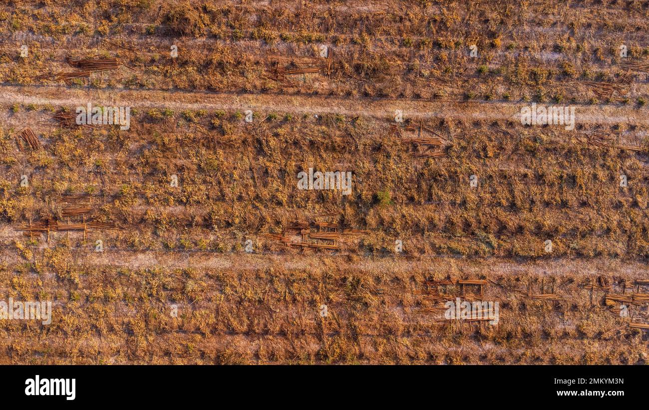 Luftaufnahme der Eukalyptusbäume auf der Plantage, die zum Holzhacken geerntet werden. Draufsicht auf den Eukalyptuswald in Thailand. Stockfoto