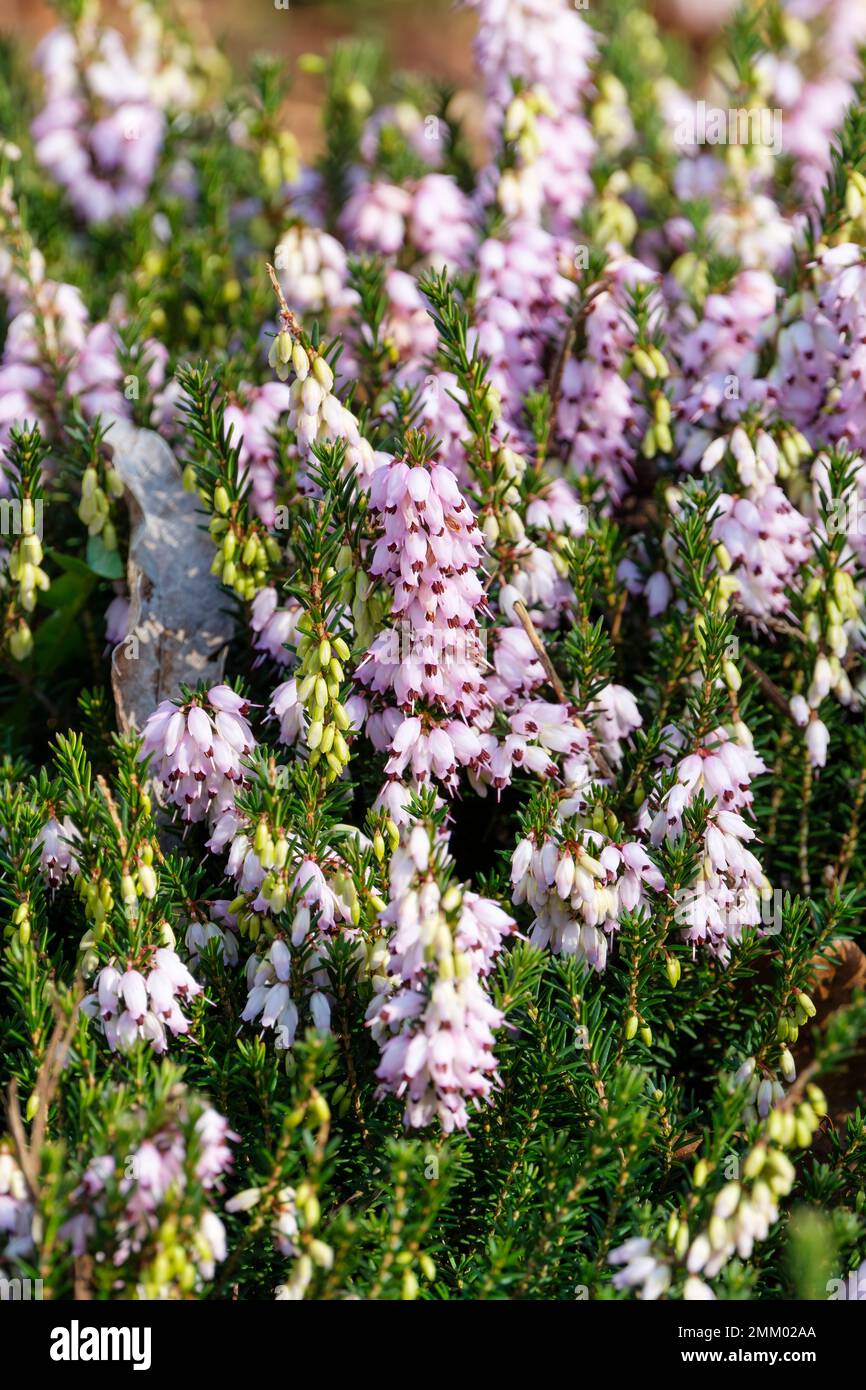 Erica darleyensis Margaret Porter, Heide Margaret Porter, Zwergstrauch, lilafarbene Blumen und dunkelrosa Anthers Stockfoto