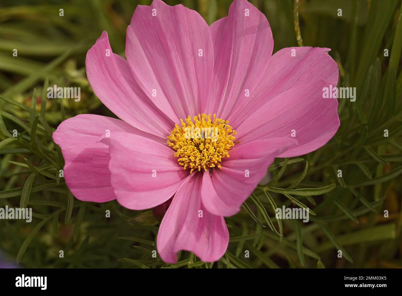 Natürliche Nahaufnahme einer rosafarbenen Cosmos-Blume, Cosmos bipennatus im Garten Stockfoto