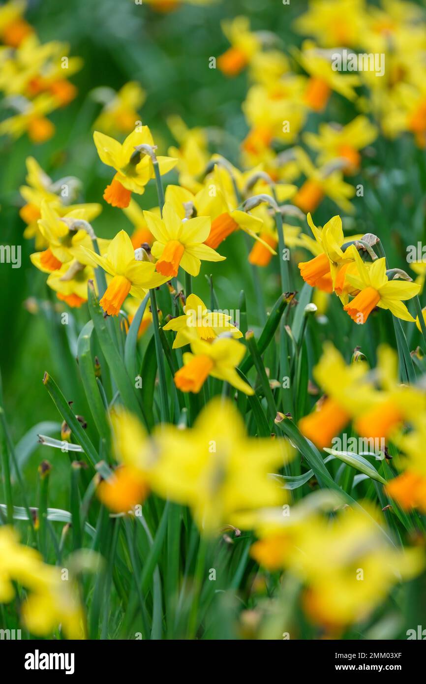 Narcissus Jetfire daffodil Jetfire, Narcissus Jet Fire, Narcissus cyclamineus Jet Fire, bulbous, ganzjährig, gelb, leicht reflektierte perianthen Segmente Stockfoto