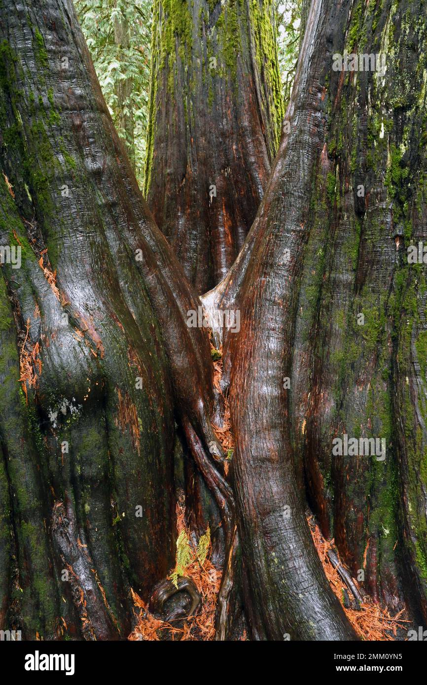 Alte Zedern in Ross Creek Cedar Grove. Kootenai National Forest in den Cabinet Mountains im Nordwesten von Montana. (Foto: Randy Beacham) Stockfoto