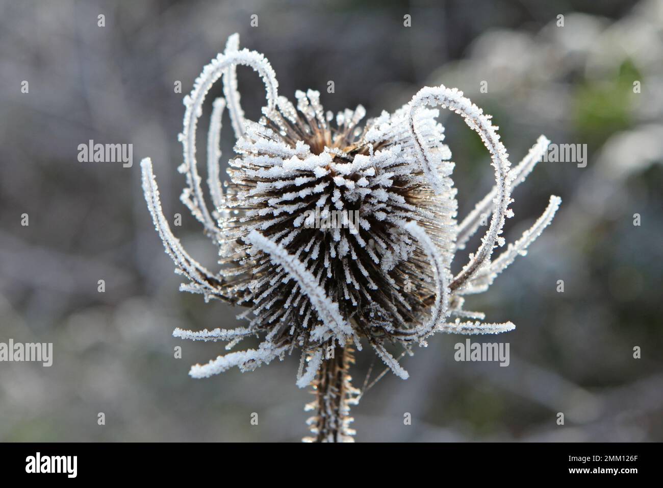 Frost ließ sich auf wildem Teesel nieder. Stockfoto