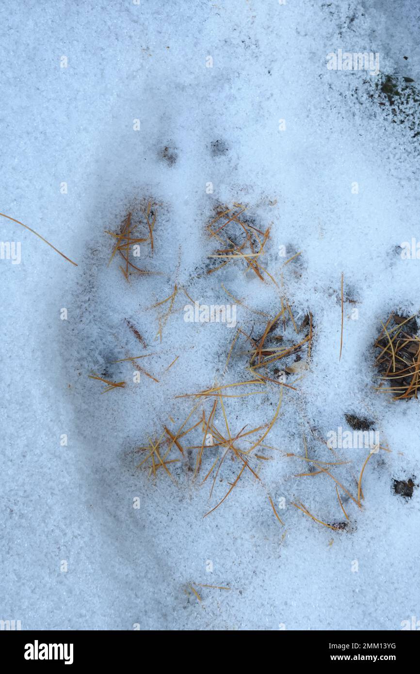 Graue Wolfsspur im Schnee mit Lärchennadeln im Herbst. Yaak Valley, Montana. (Foto: Randy Beacham) Stockfoto