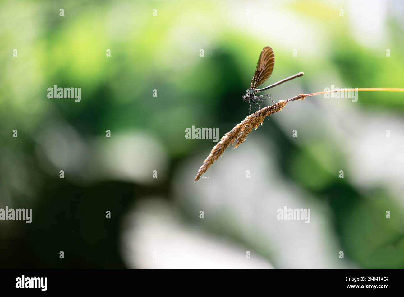Wunderschöne Naturszene mit Libelle auf grünem Zweig. Makrofotografie Stockfoto
