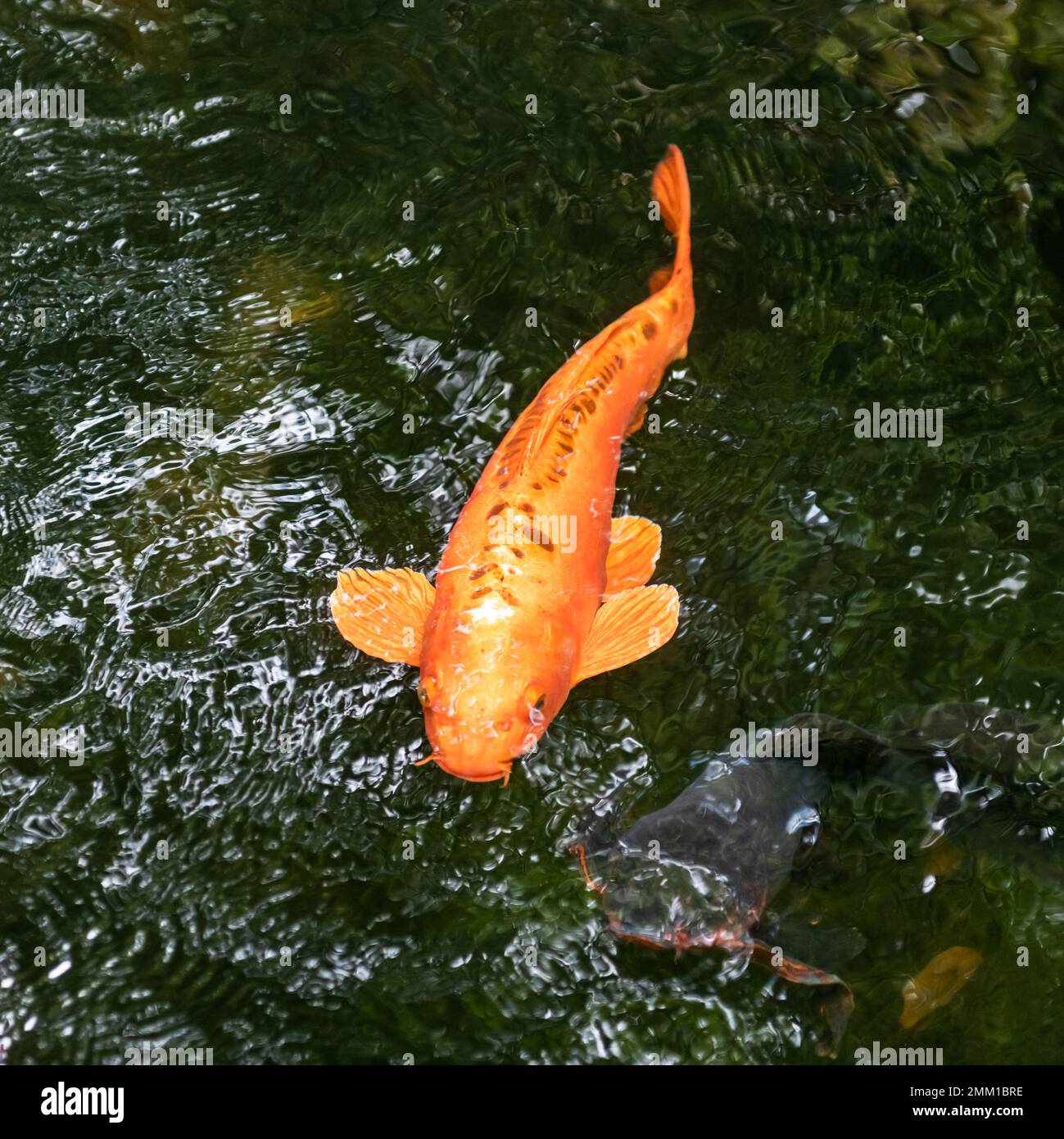 Goldener Koi-Fisch, der im Teich schwimmt. Goldfisch im Wasser Stockfoto