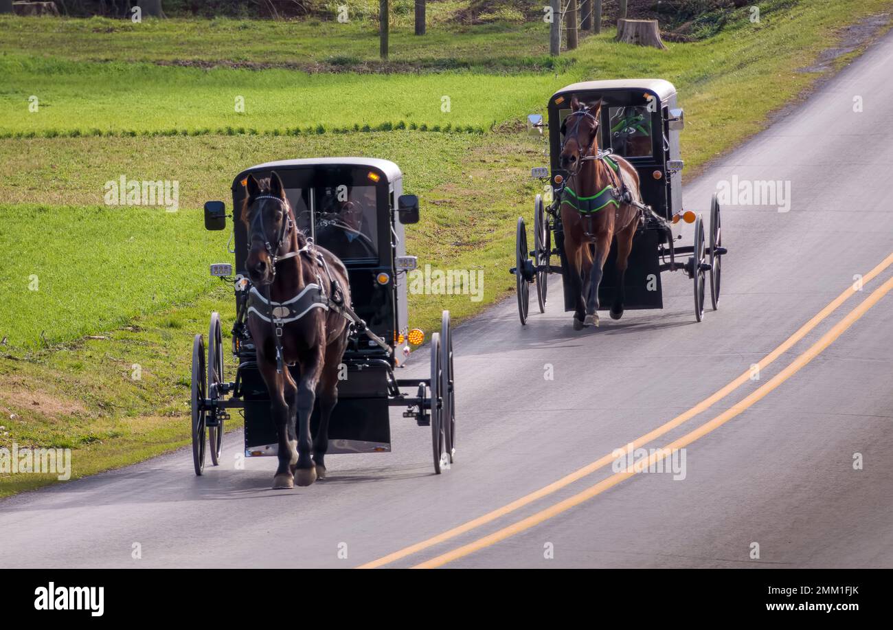 Ein Blick auf zwei Amish-Pferde und Buggys, die an einem sonnigen Dezembertag auf einer Landstraße durch Farmen unterwegs sind Stockfoto
