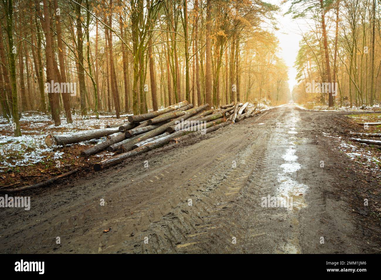 Schlammige Straße im Wald mit gehäuteten Bäumen, Herbsttag, Ostpolen Stockfoto