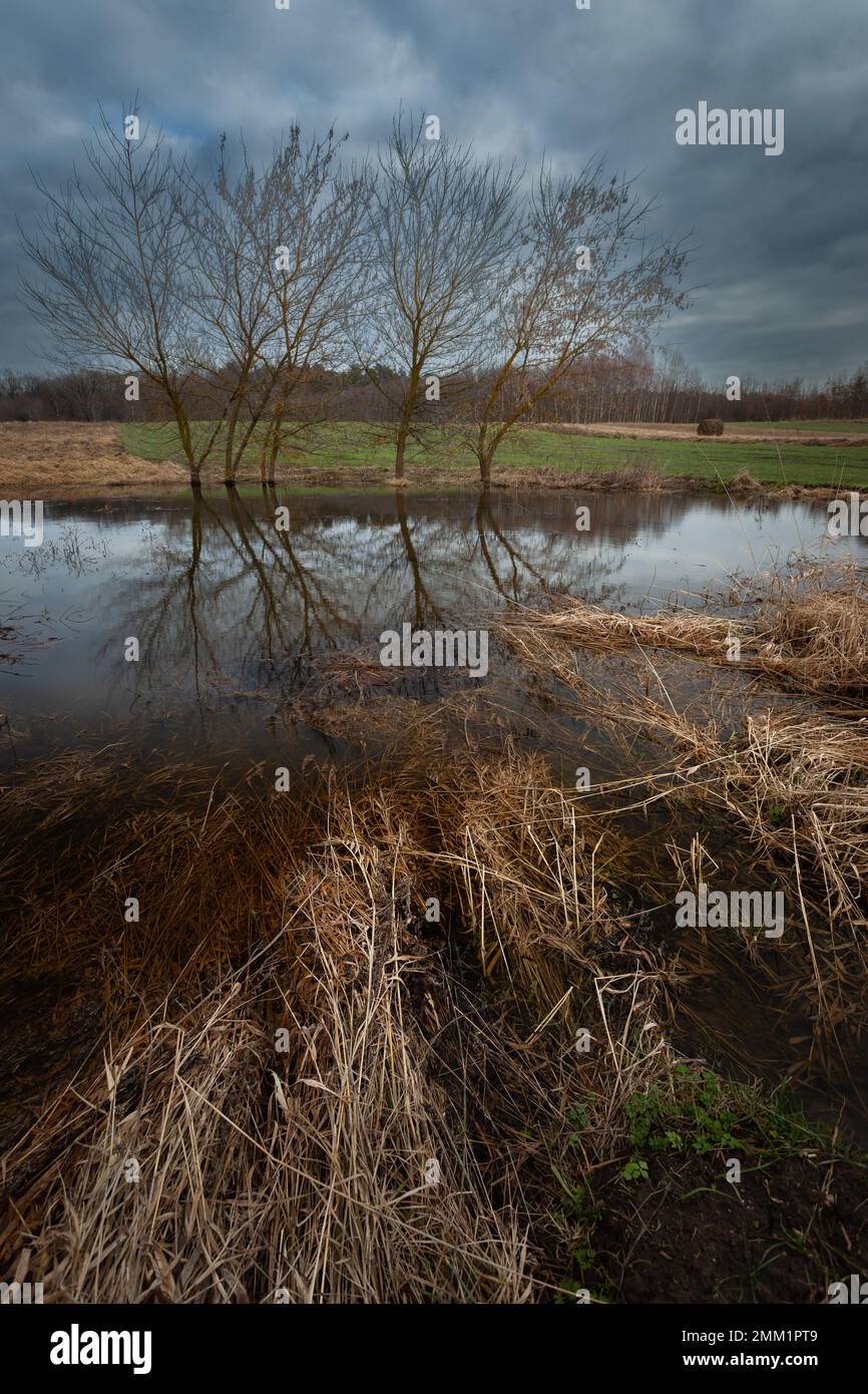 Reflexion von Bäumen im Wasser auf einer Wiese an einem bewölkten Tag, Zarzecze, Polen Stockfoto