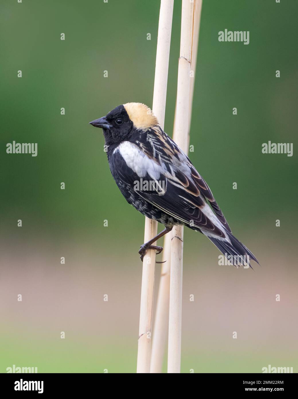 Extreme Nahaufnahme von Bobolink songbird, der auf Schilfstiel hockt Stockfoto