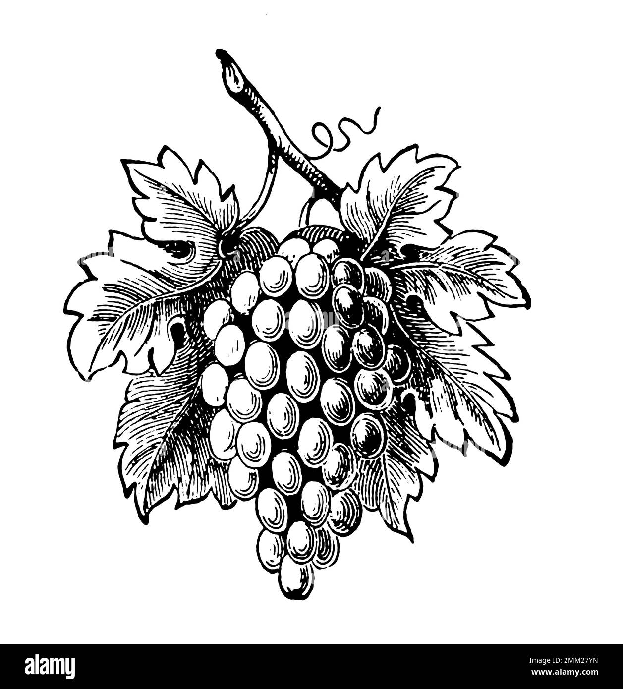 Antike Gravur aus dem 19. Jahrhundert von einem Haufen Trauben. Veröffentlicht in Probe-Album, Buchdruckerei Julius Klinkhardt, Leipzig, Deutschland (1881). Stockfoto