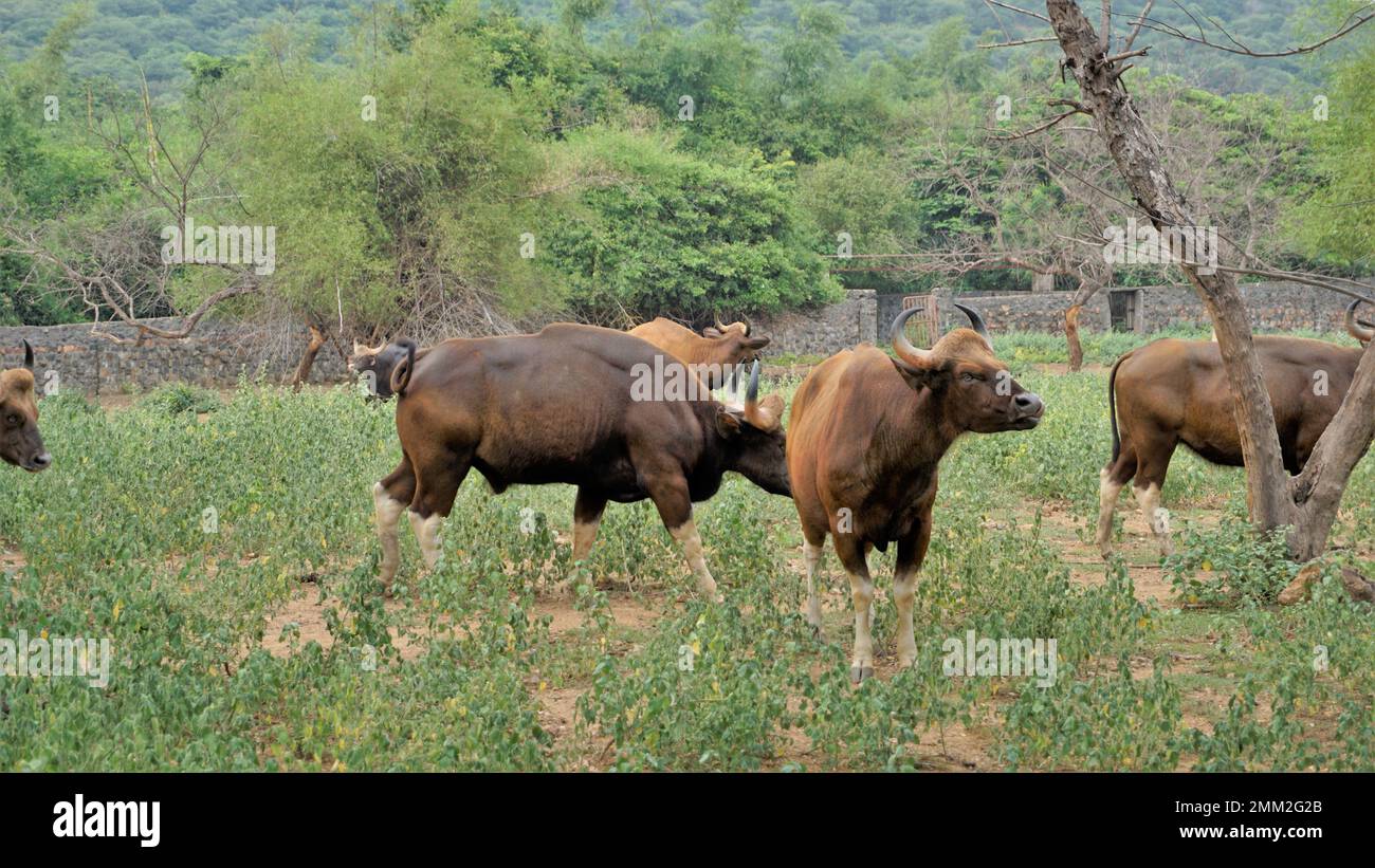 Der Gaur, auch bekannt als indischer Bison, ist ein in Süd- und Südostasien einheimisches Rind. Im Zoo von Chennai Arignar Anna oder Vandalur. Stockfoto
