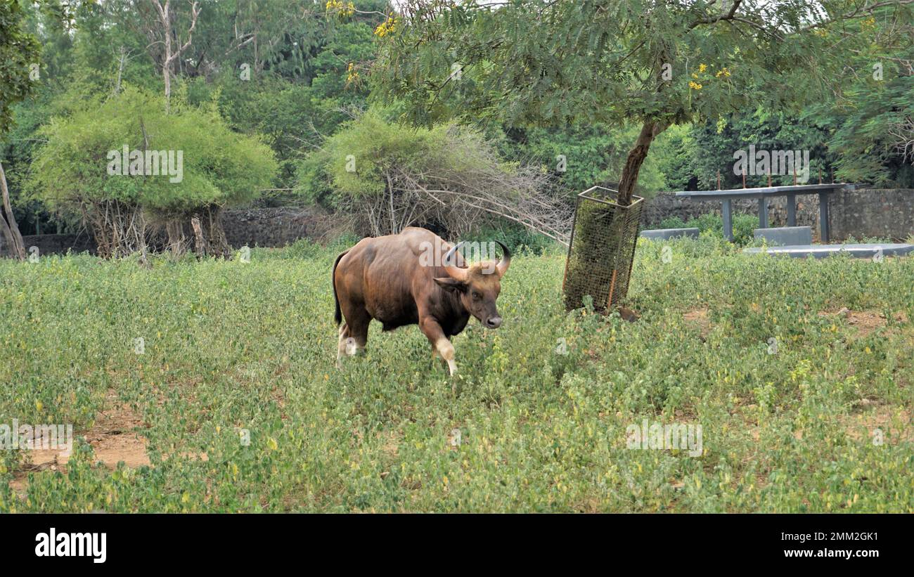 Der Gaur, auch bekannt als indischer Bison, ist ein in Süd- und Südostasien einheimisches Rind. Im Zoo von Chennai Arignar Anna oder Vandalur. Stockfoto