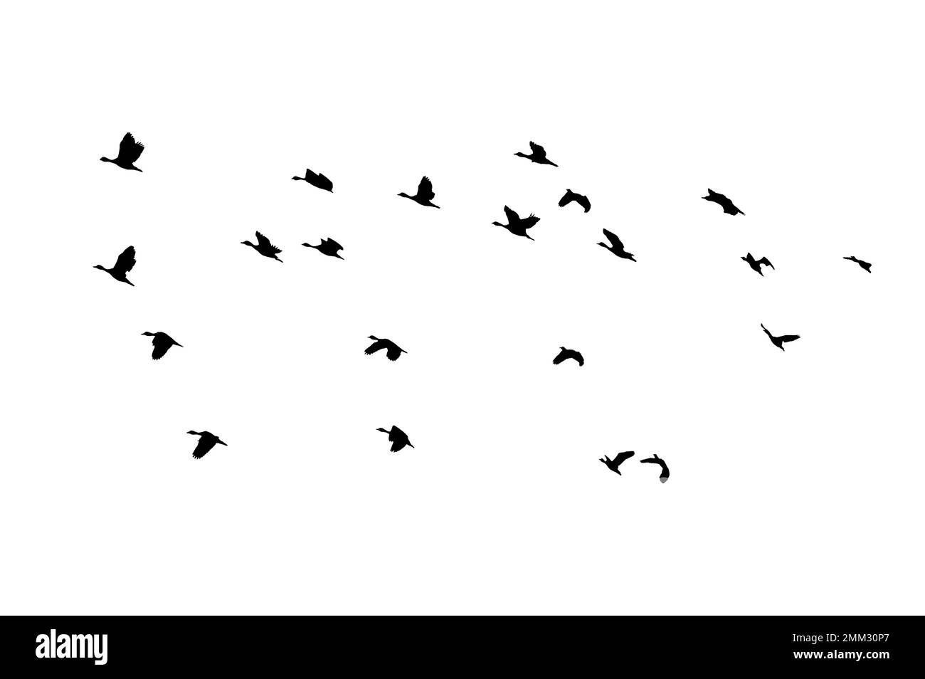 Vogelschar mit Hintergrundbeleuchtung isoliert Stockfoto