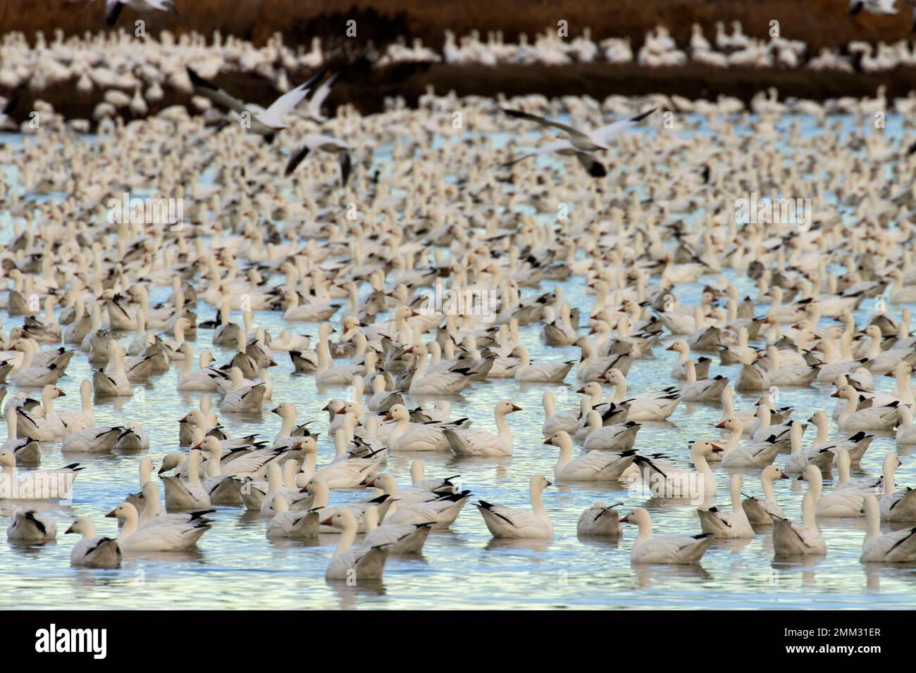 Schneegänse (Anser caerulescens), McNary National Wildlife Refuge, Washington Stockfoto